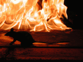 Burning rat